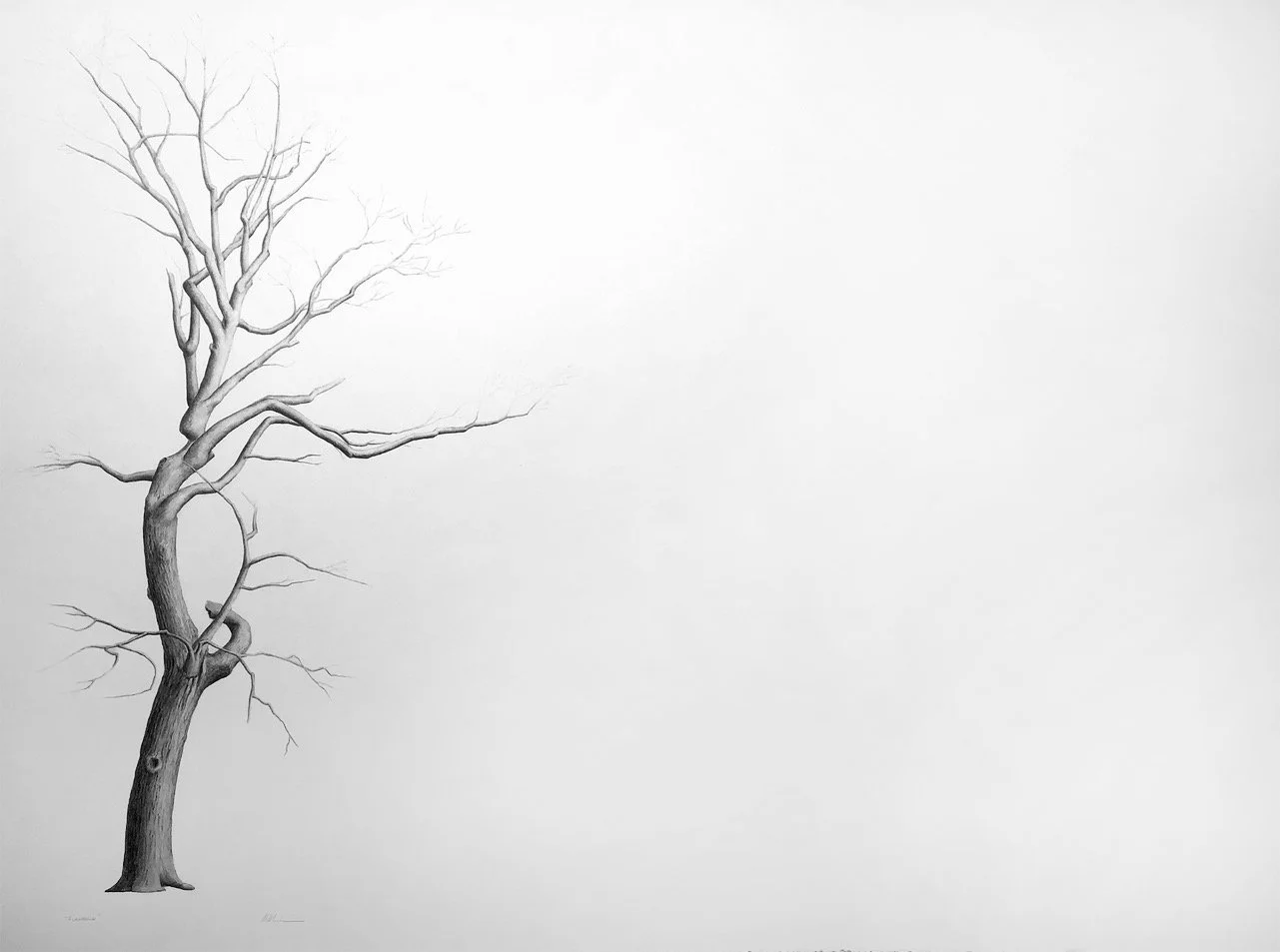 FLAMENCO, graphite on cotton paper, 38 x 50