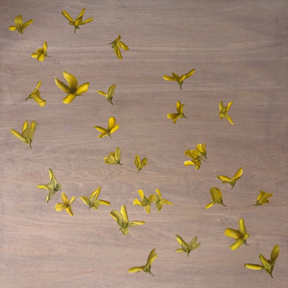 FORSYTHIA ON SHALE, oil on wood panel, X x X