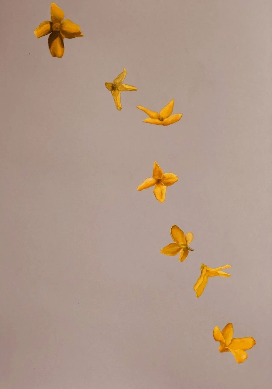 FORSYTHIA, oil on paper, 22 x 15, unframed