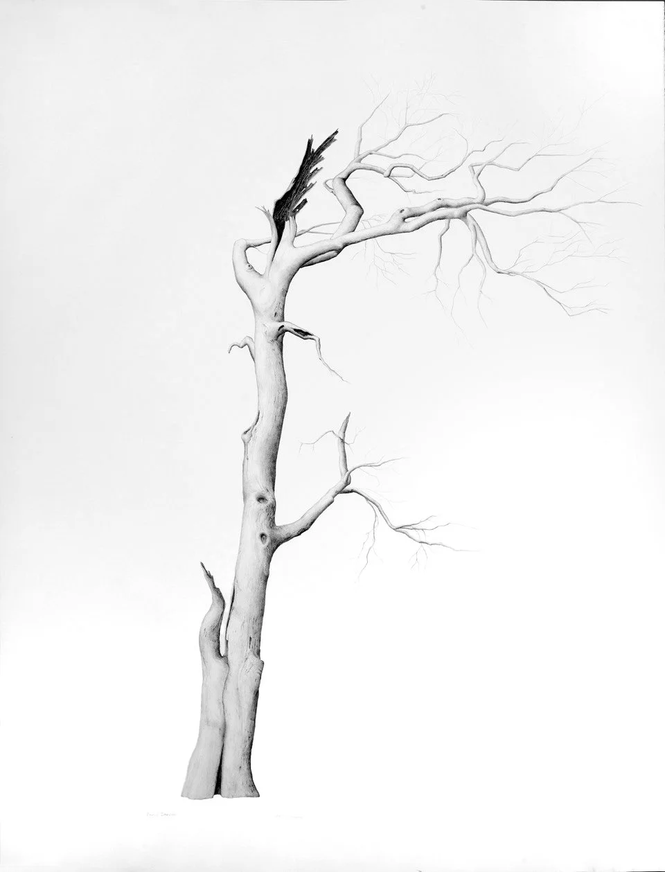 FIRMLY BRACED, graphite on cotton paper, 50 x 38