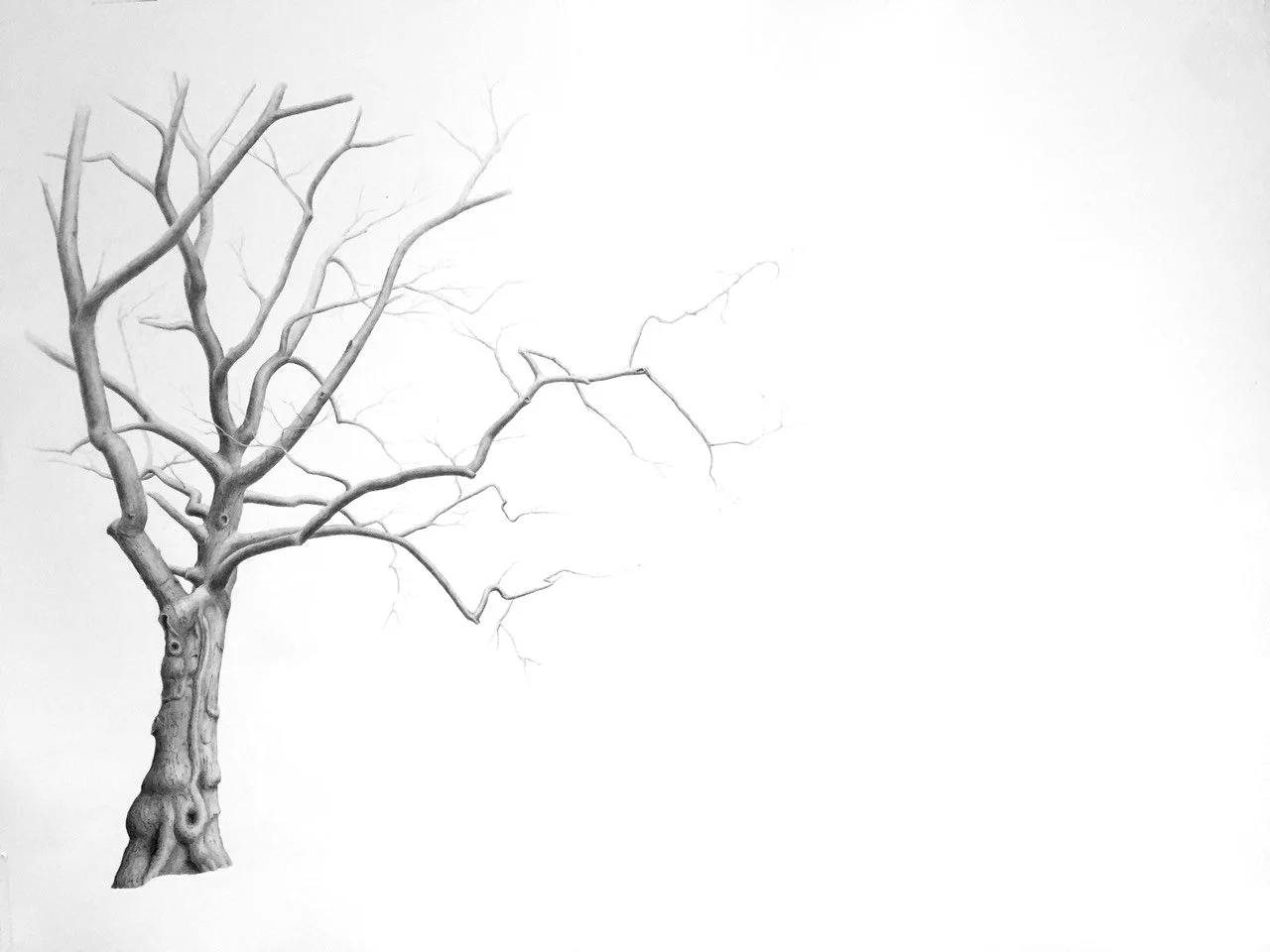 UNTITLED, graphite on paper, 38 x 50