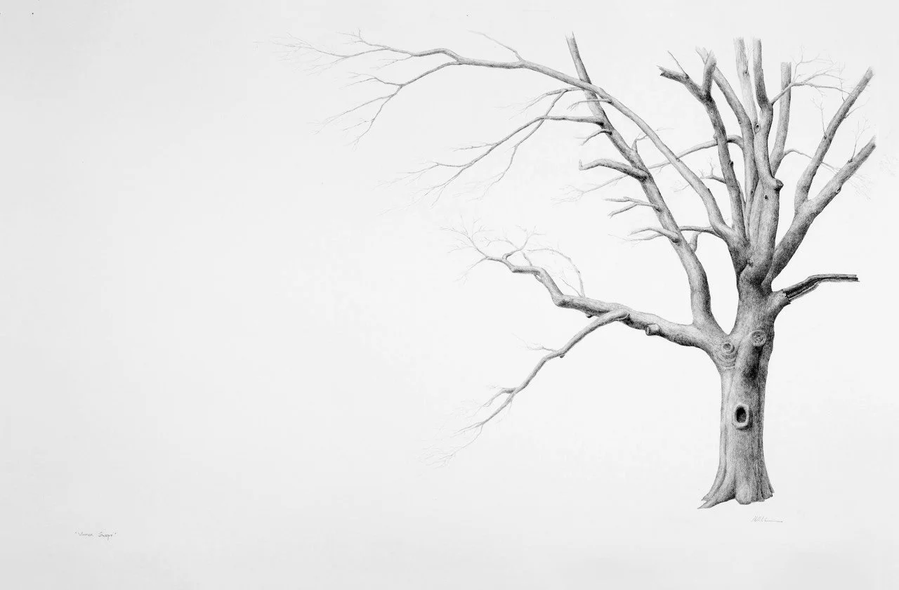 WINTER SWEPT, graphite on stonehenge paper, 26 x 40