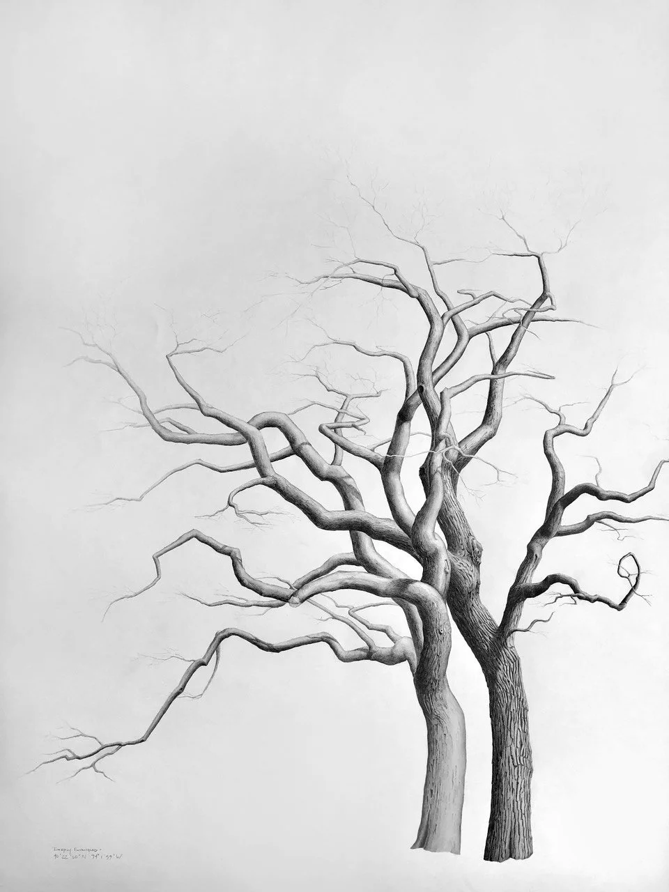 DEEPLY ENTANGLED, graphite on cotton paper, 50 x 38