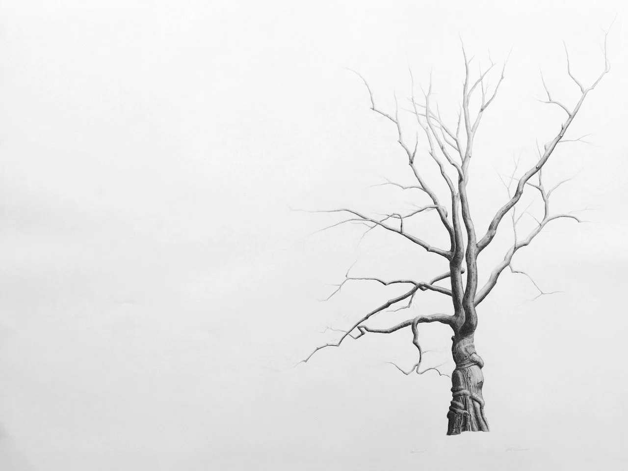 GRACIOUS, graphite on cotton paper, 50 x 38