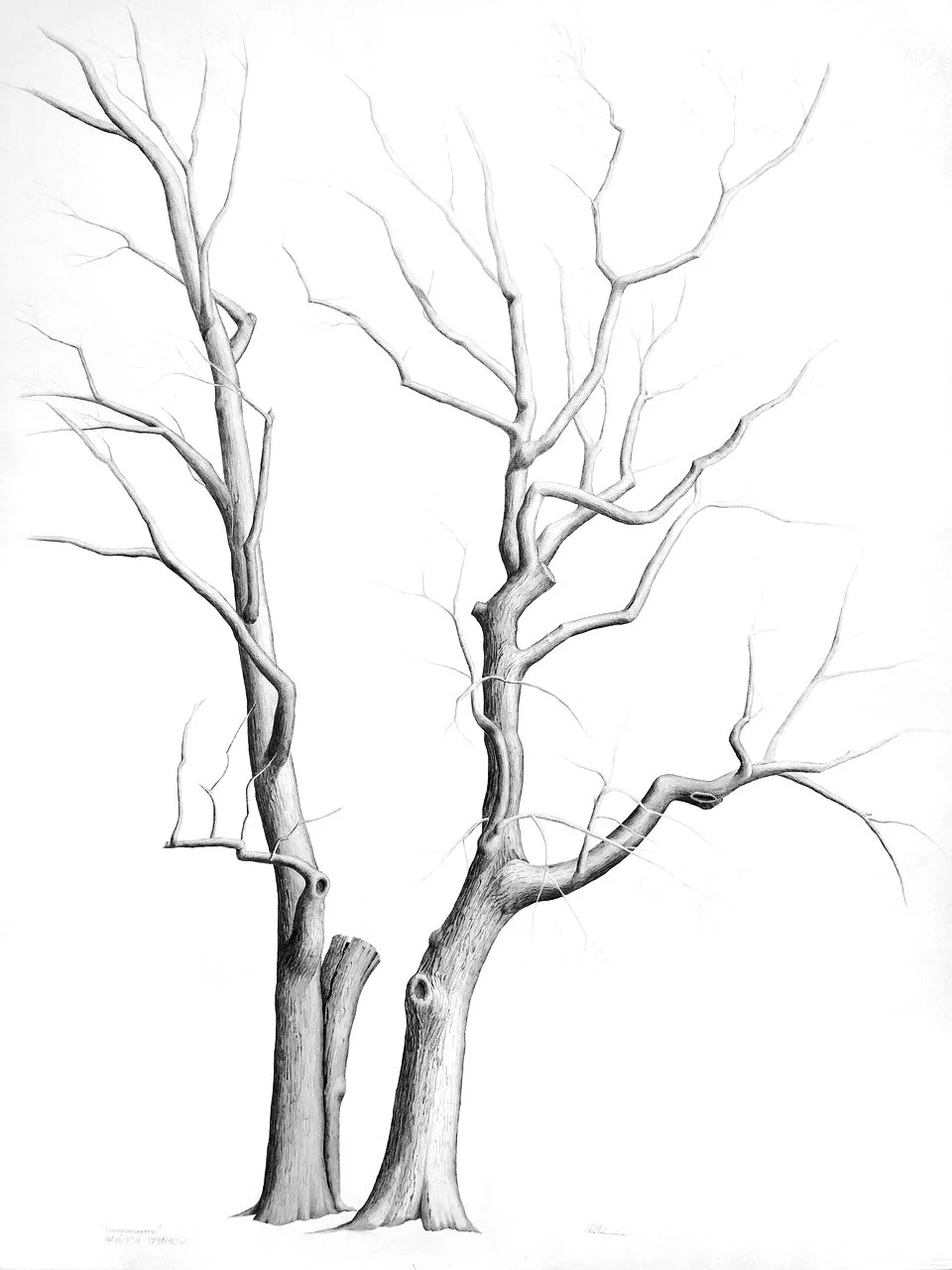 INDEPENDENTS, graphite on cotton paper, 50 x 38