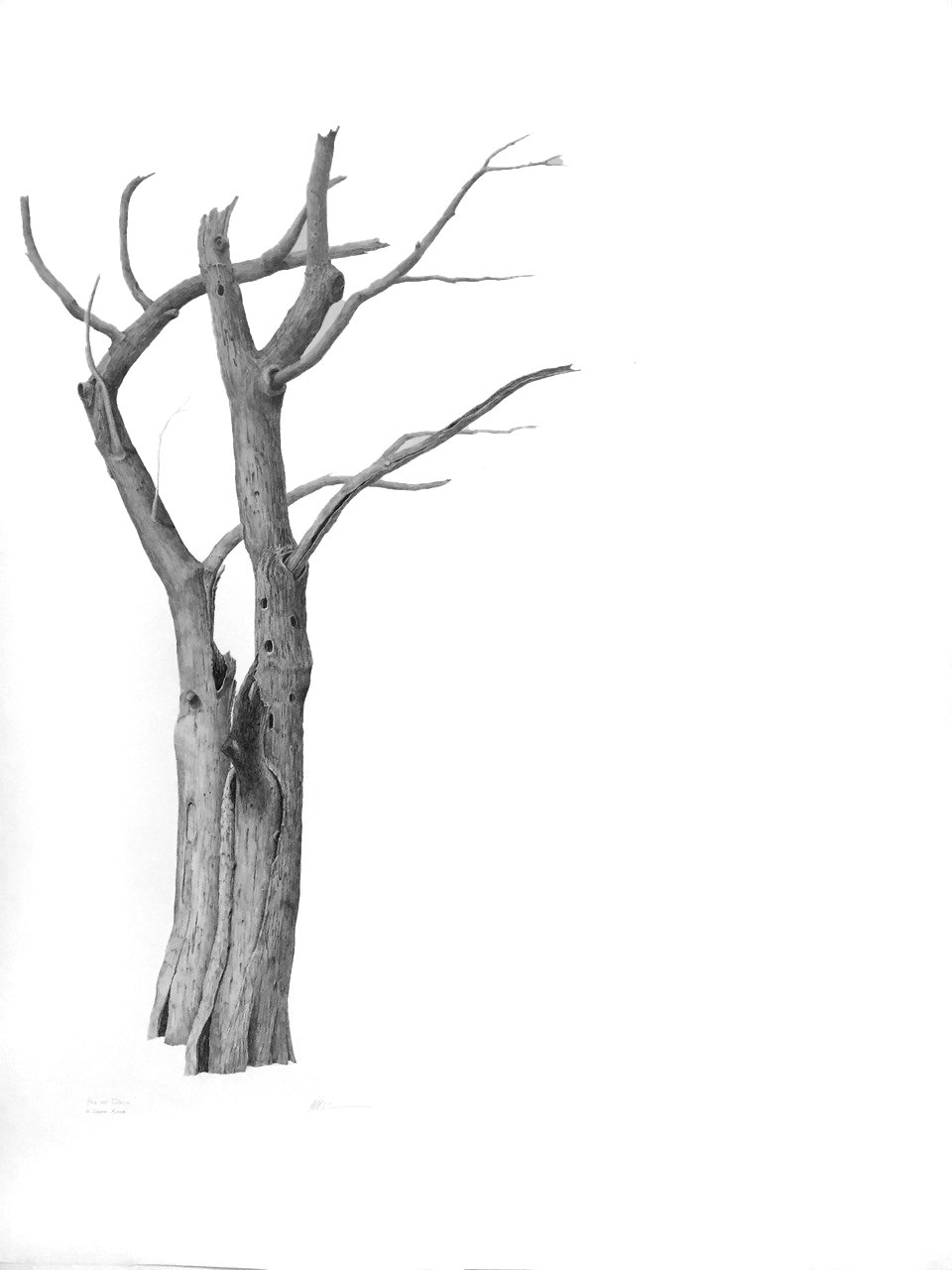 PAS DE DEUX, graphite on cotton paper, 50 x 38