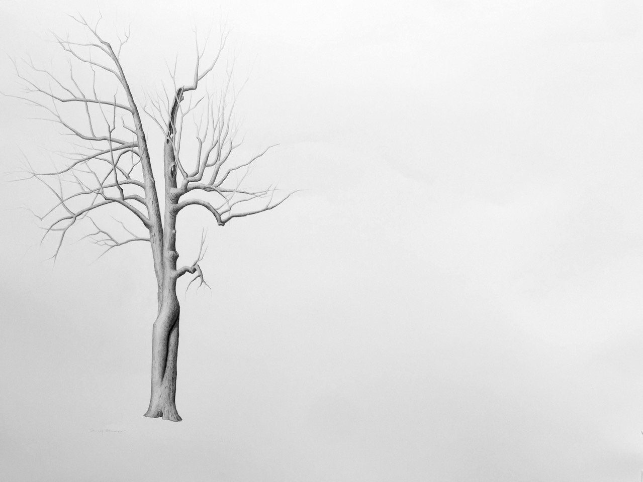 SOLITARY ENTWINEMENT, graphite on cotton paper, 38 x 50