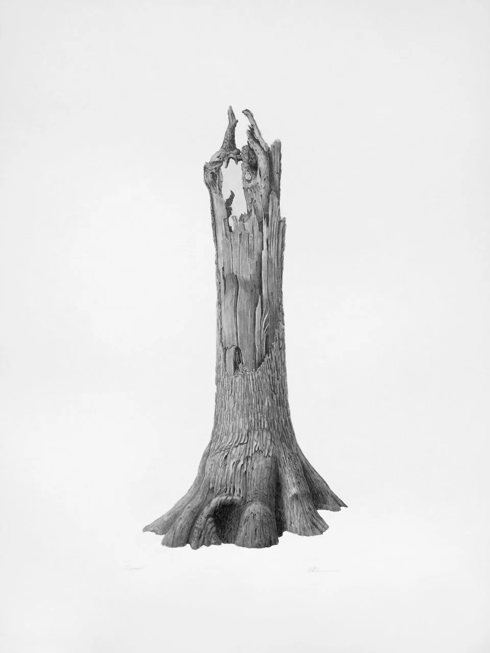 SOVEREIGN, graphite on cotton paper, 50 x 38