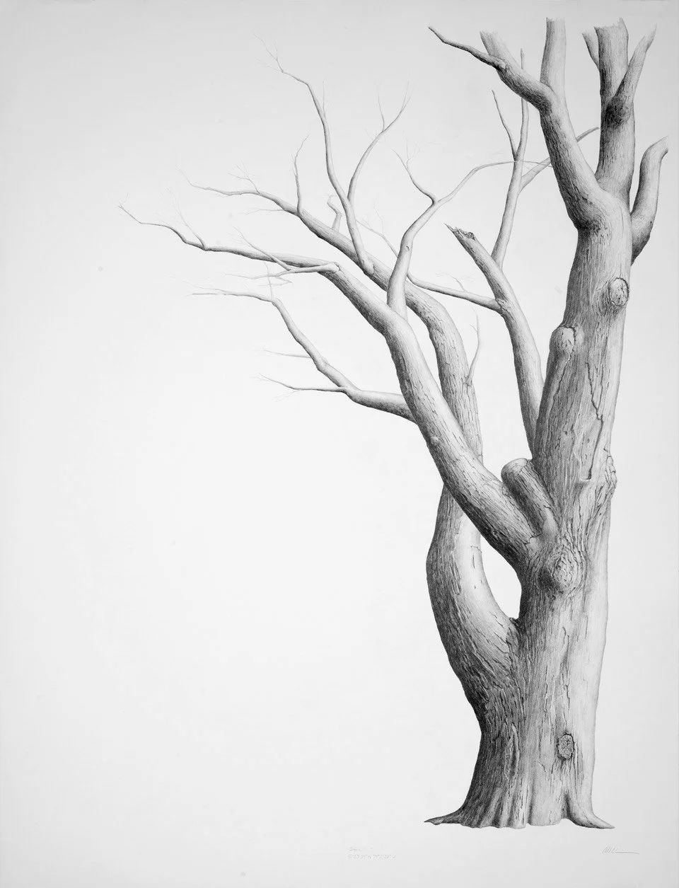 STOIC, graphite on cotton paper, 50 x 38