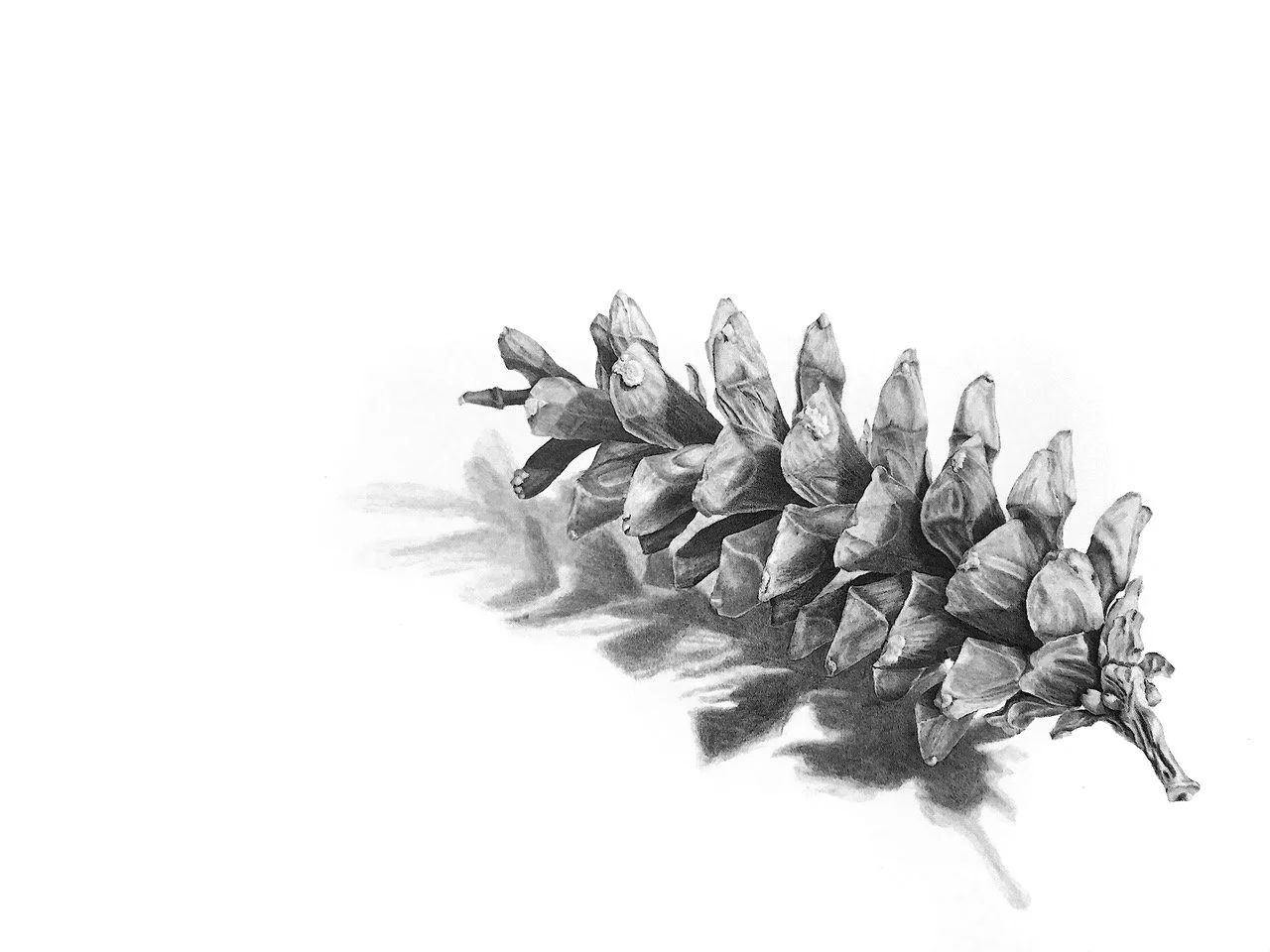 FIBONACCI I, graphite on paper, 20 x 26