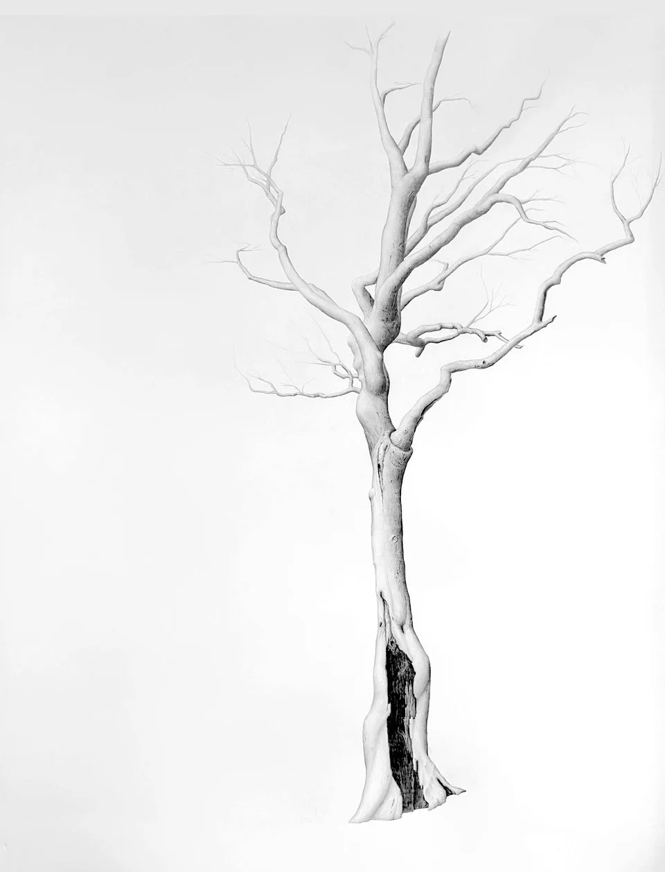 ICE DANCE, graphite on cotton paper, 50 x 38