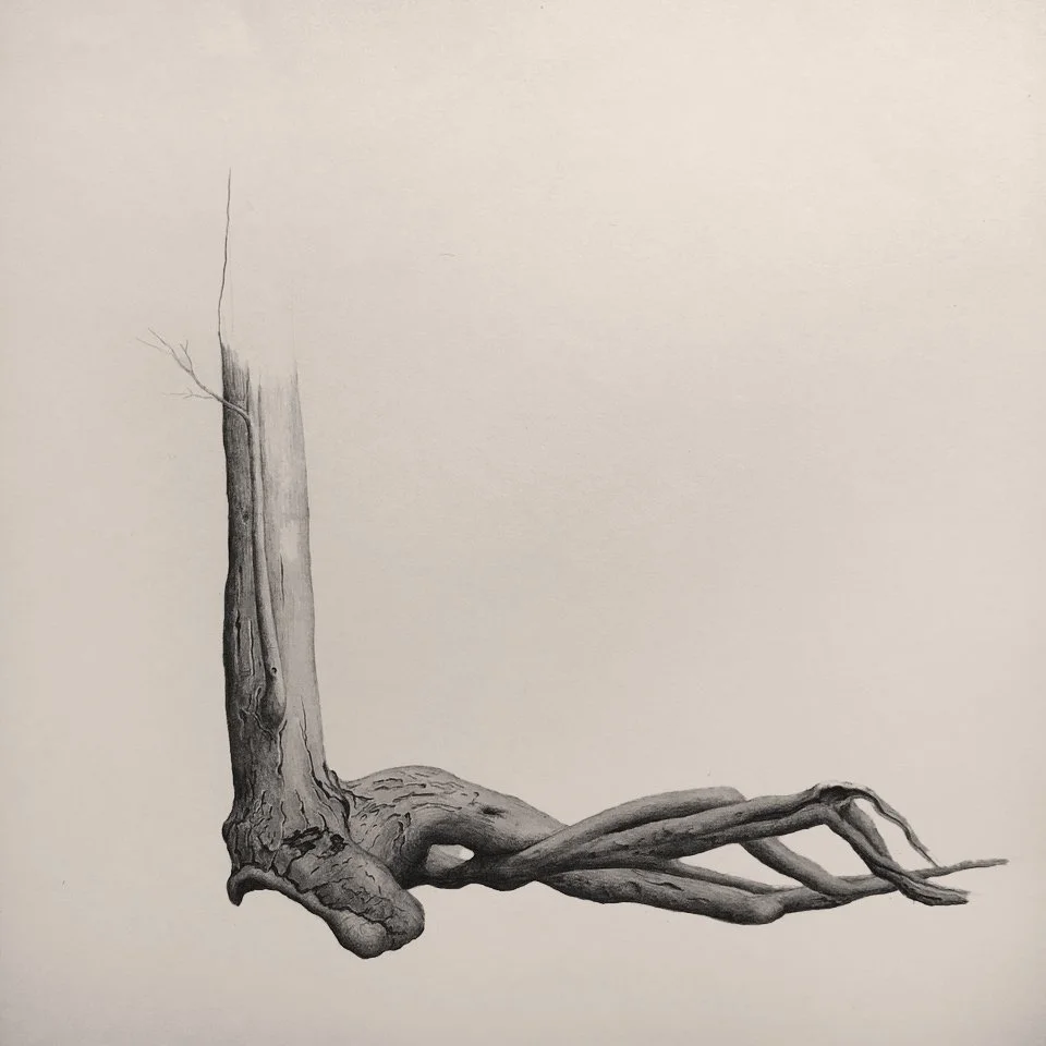 SEA OTTER, graphite on toned cotton paper, 16 x 11