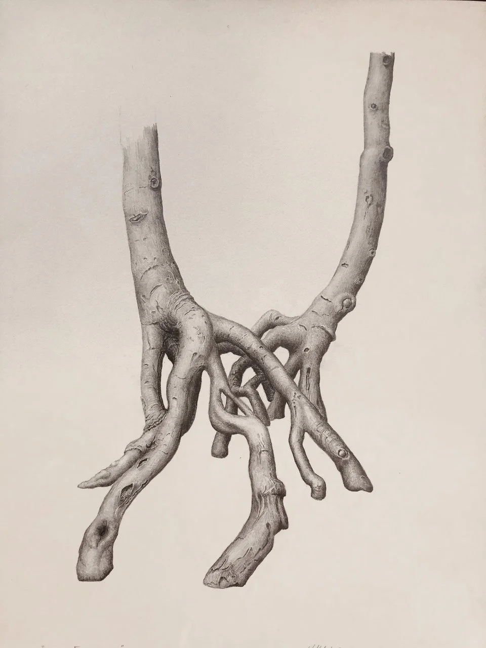 LIVES ENTWINED, graphite on toned cotton paper, 15 x 11 