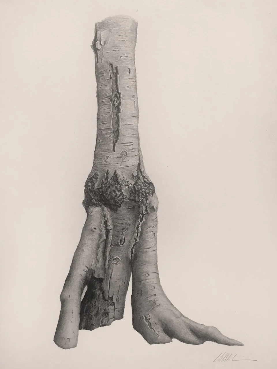 WALRUS, graphite on toned cotton paper, 16 x 11