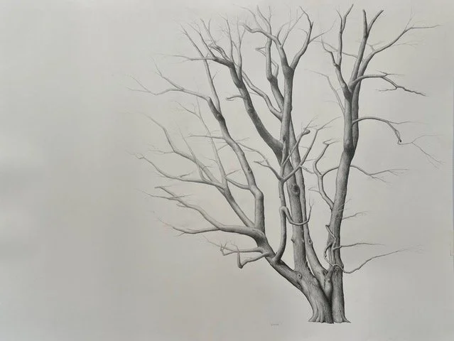 NURTURE, graphite on cotton paper, 39 x 50