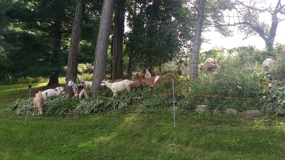 goat grazing 3.jpg