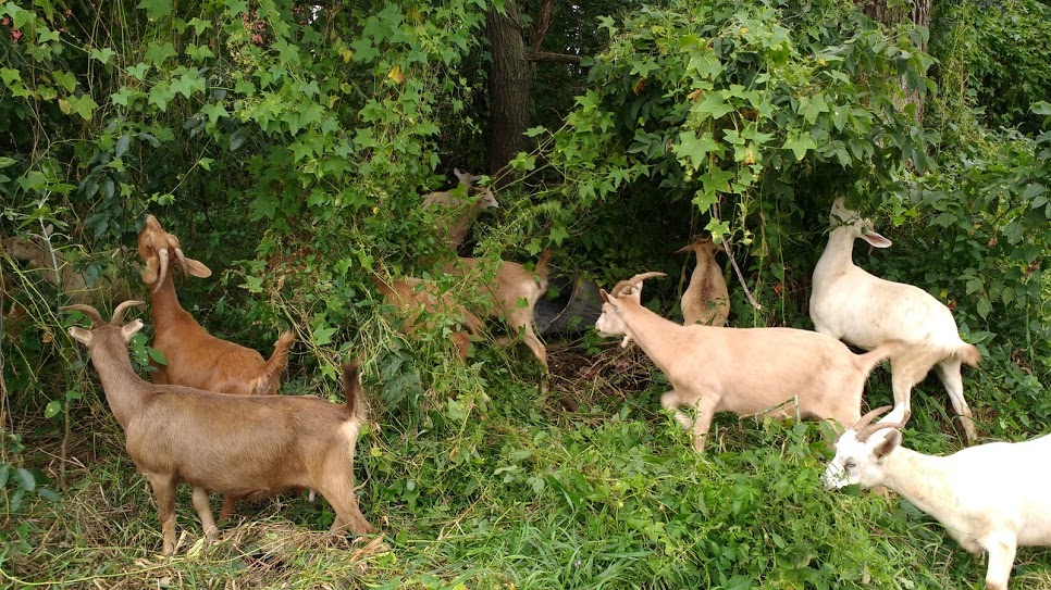 goat grazing 2.jpg