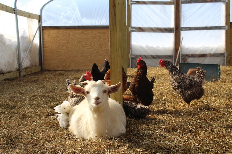 goat and chickens.JPG