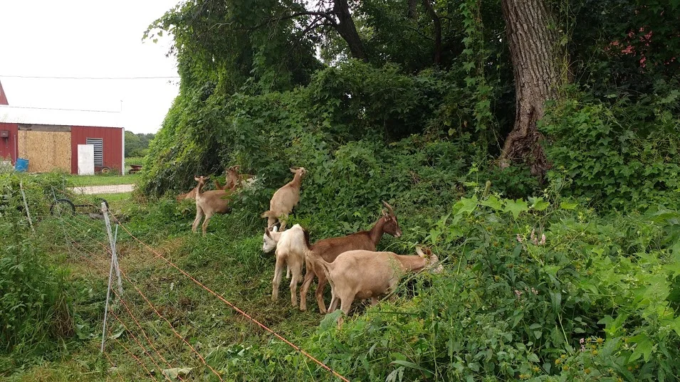 Restoration Goat Grazing Service 