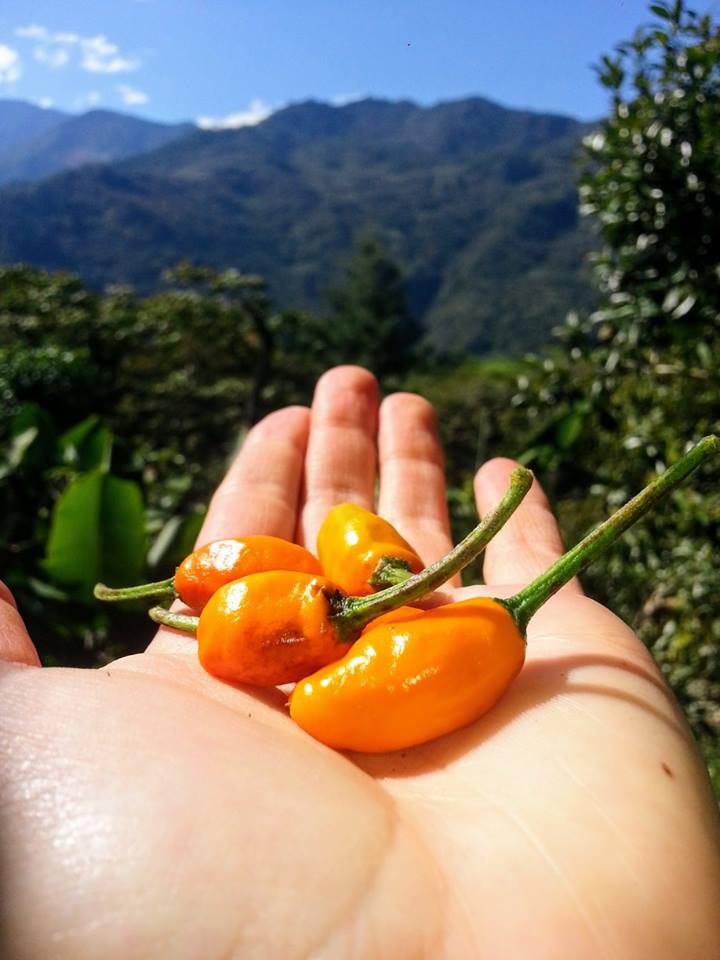 ripe peppers.jpg