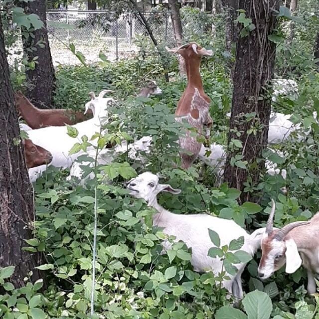 Restoration Goats on a job this week.  A small woodlot overgrown with poison ivy, buckthorn, and honeysuckle. 
Now that the woodlot is accessible the landowner is planting native trees and shrubs and manage the undesirables. 
We have openings for gra