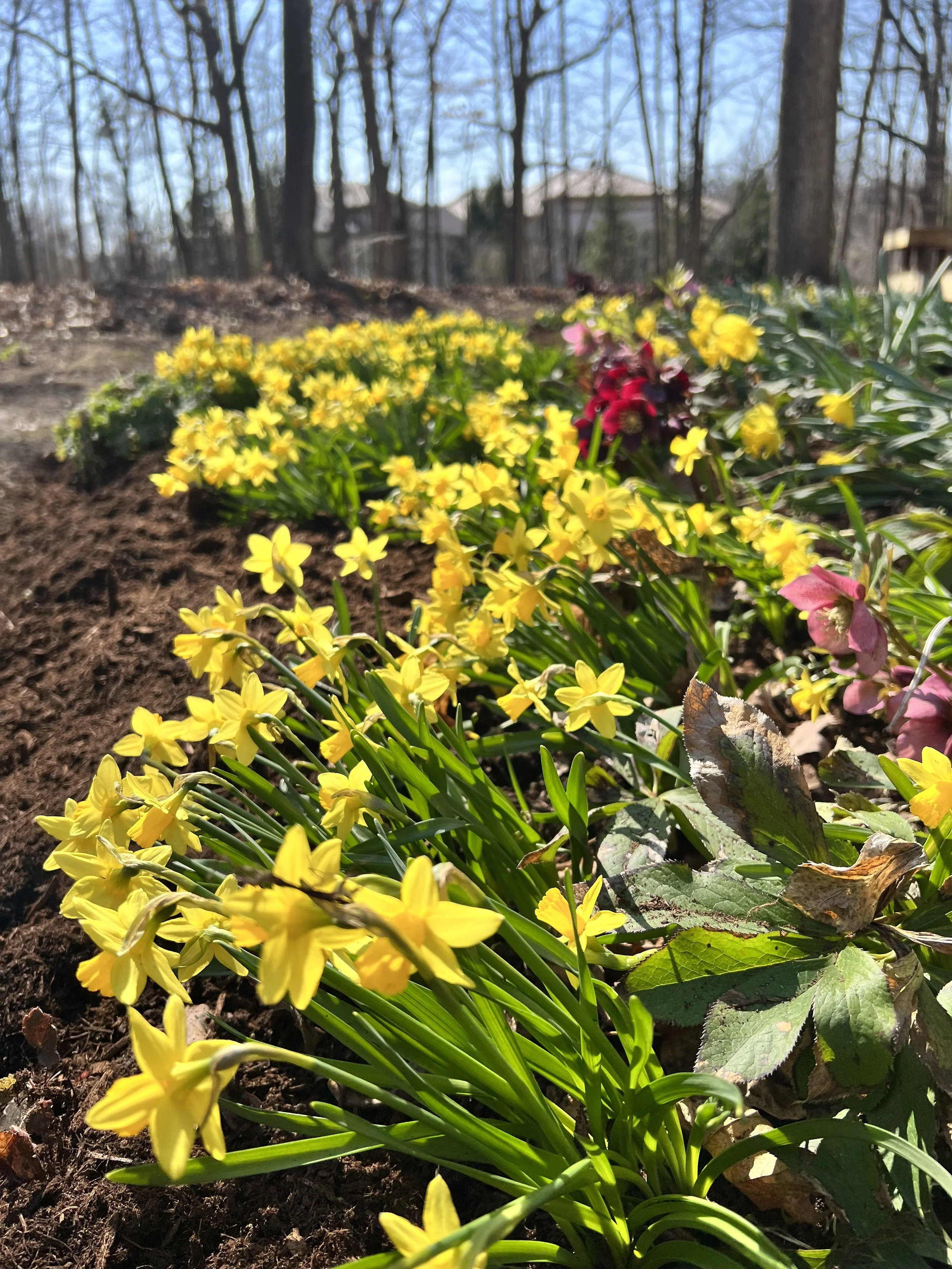 Spring Clean-Up, Edging, Trimming &amp; Mulching for Chicago Landscapes