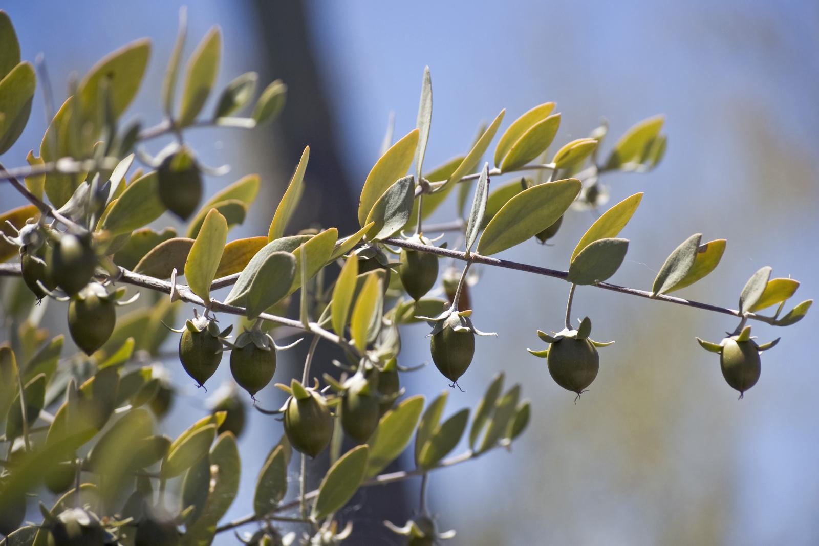 jojoba_foliage_fruits.jpg