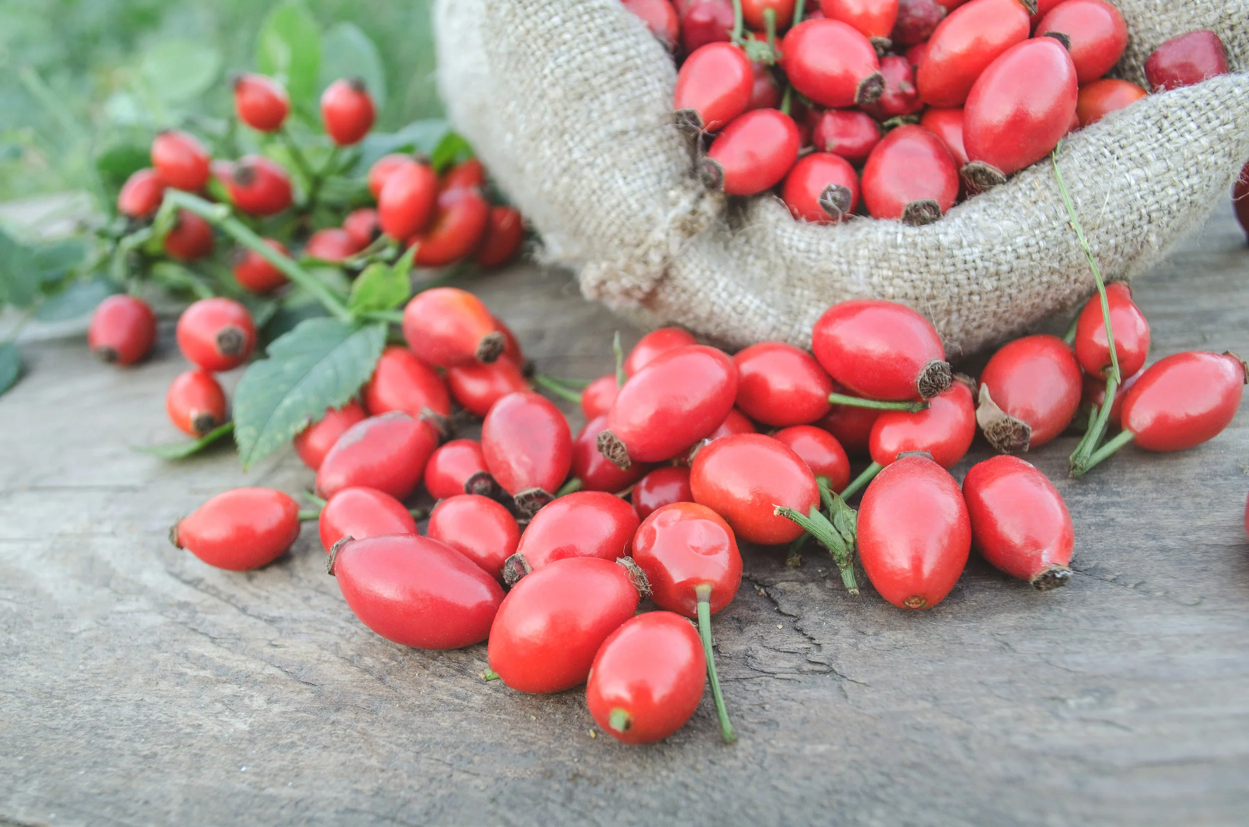 rosehip.jpg