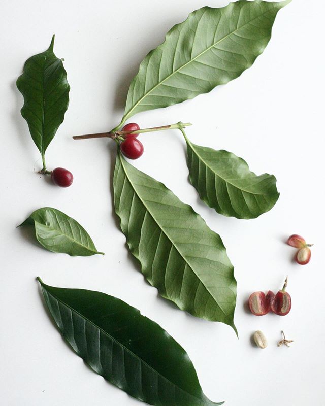 Fact of the Day💡
Coffee essential oil is derived through a cold-pressed distillation process of coffee beans. This potent essential oil smells just like a fresh cup of coffee and is packed with a wide range of antioxidants and other active ingredien