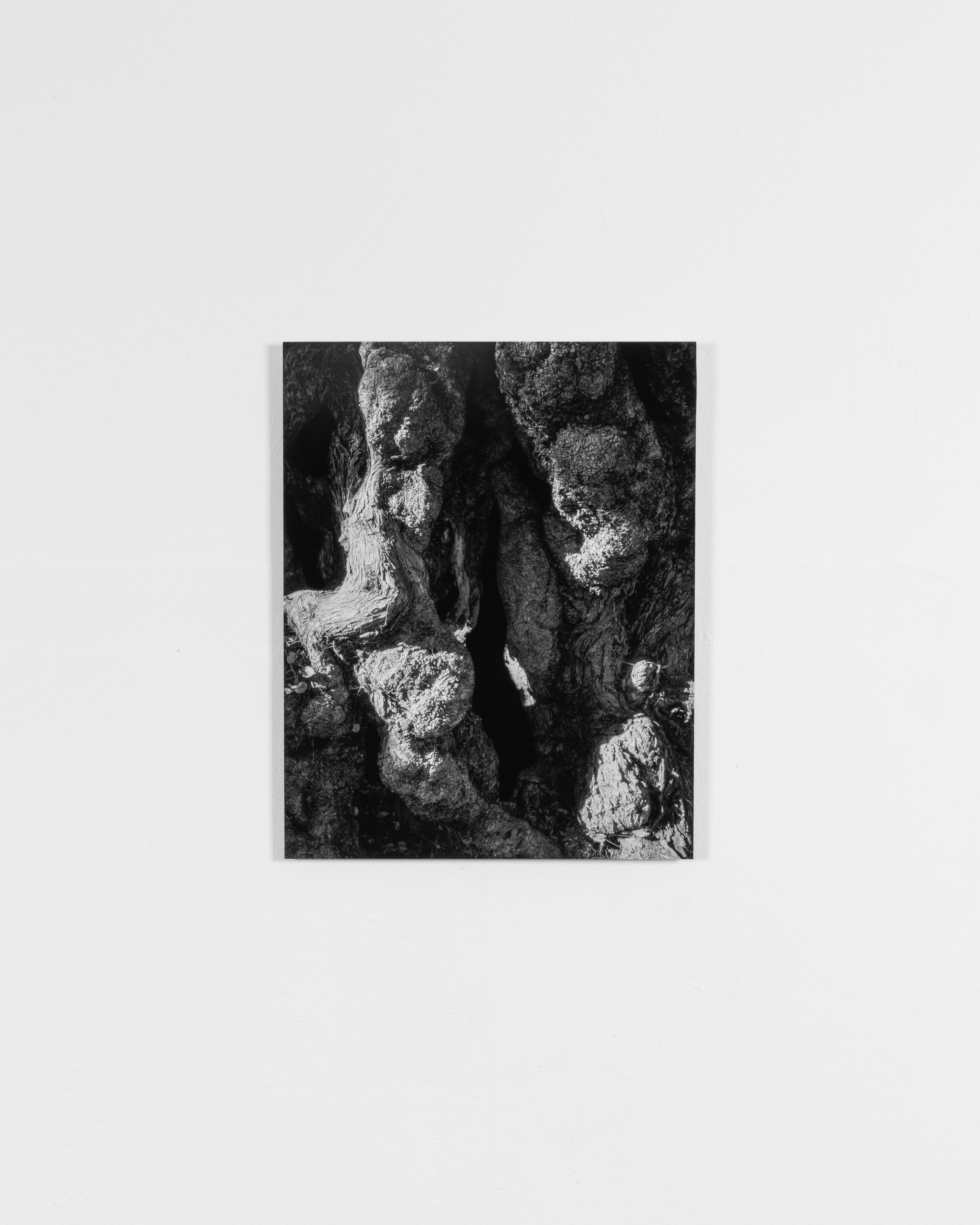 Tree Works, Jordan Benton, 2024