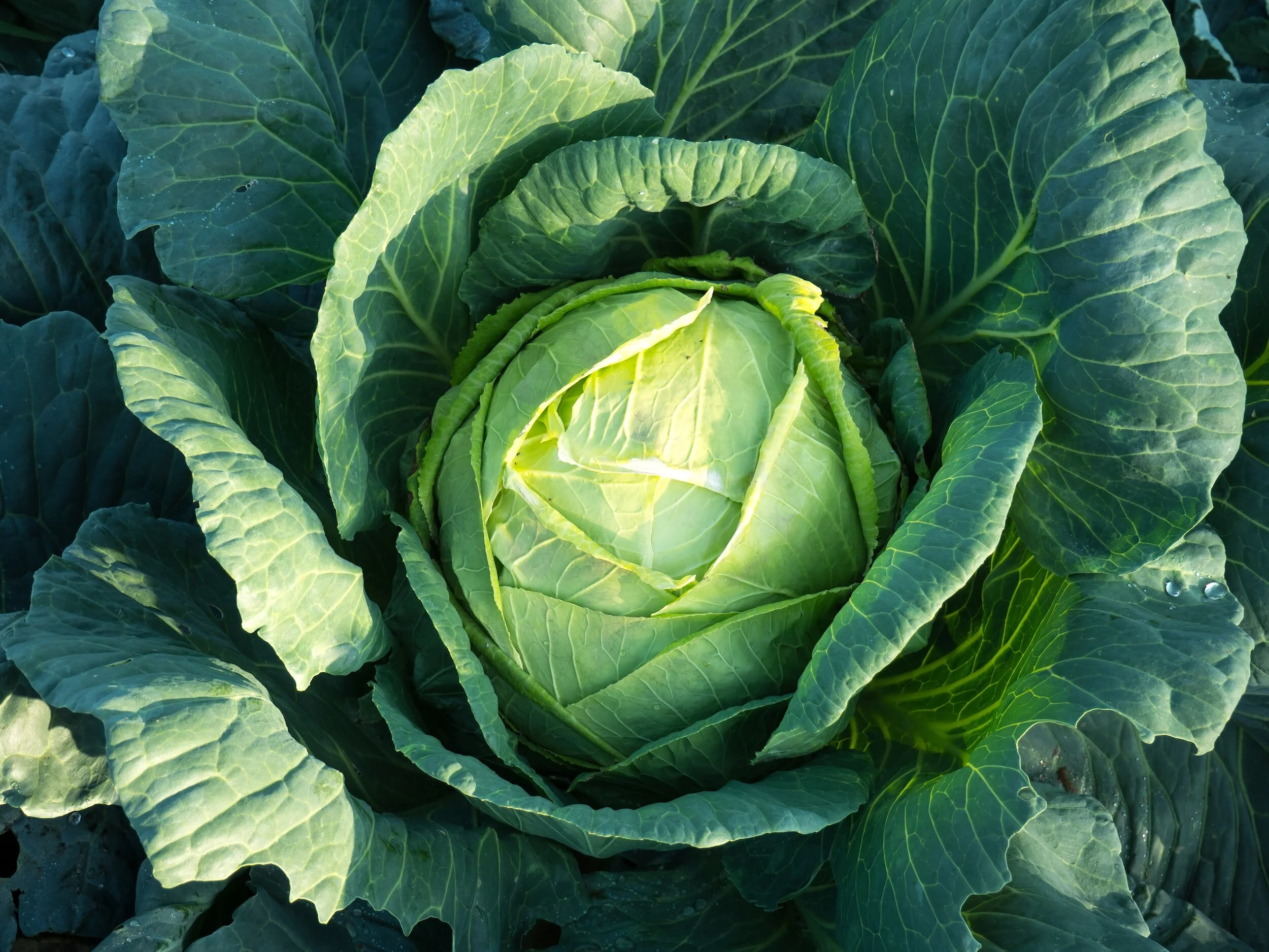 5 Reasons You Should Eat Cabbage