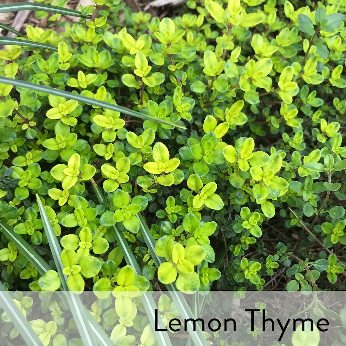 Canon slideshow lemon thyme2.webp