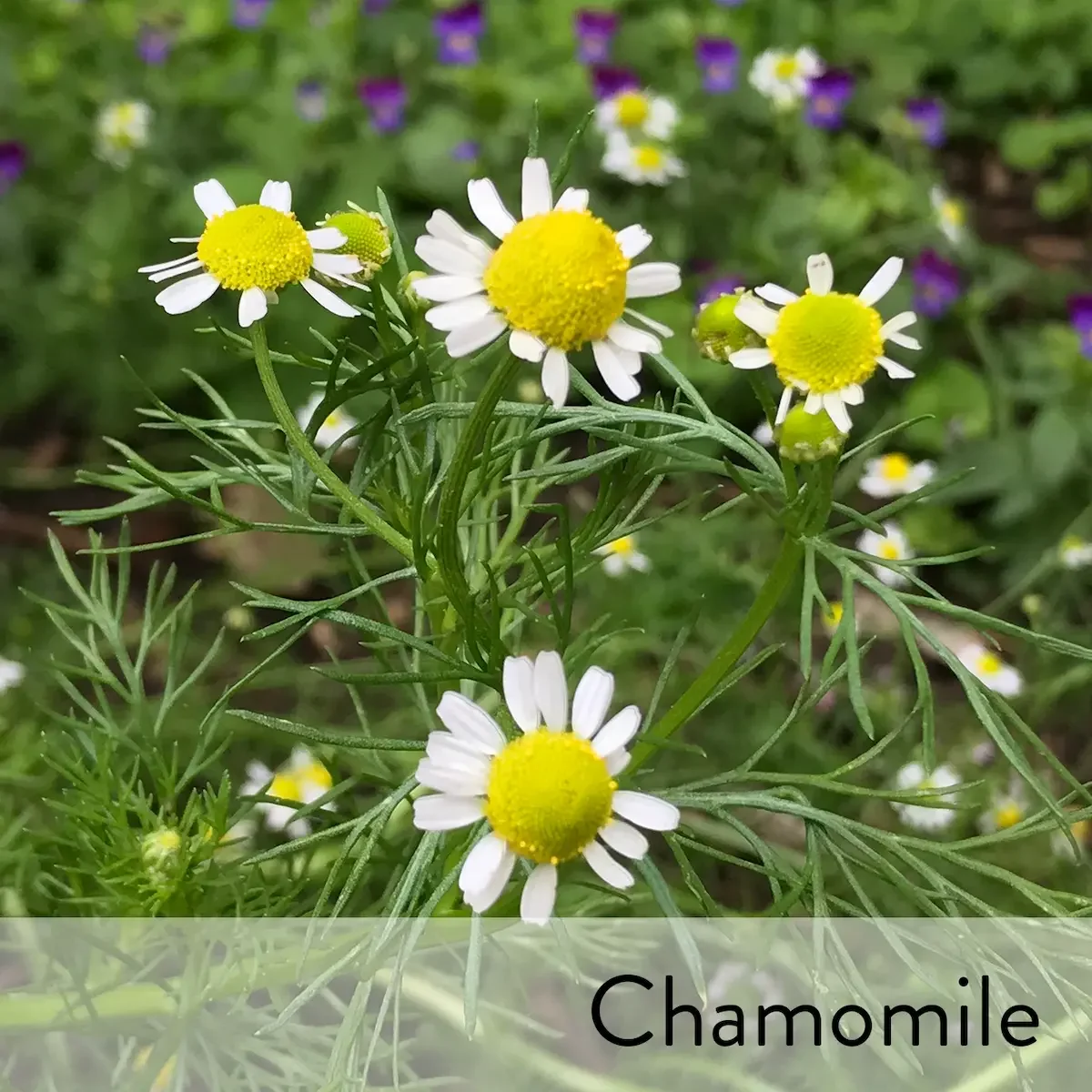 Canon slideshow chamomile.webp