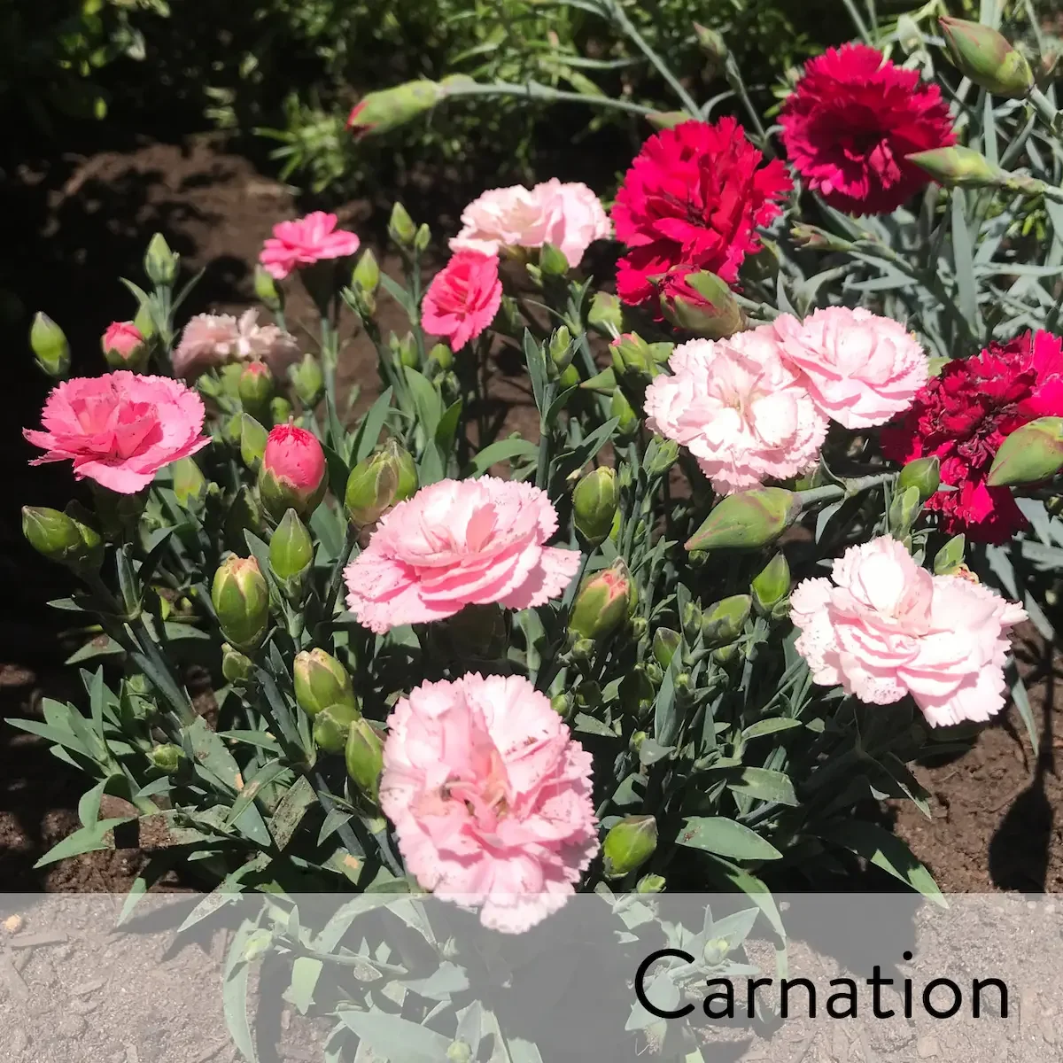 Canon slideshow carnation2.webp