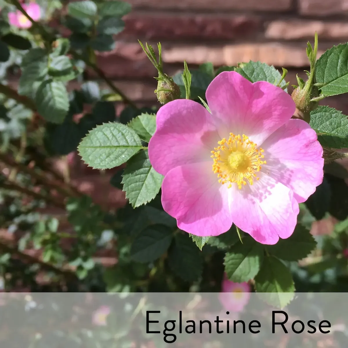 Canon slideshow Eglantine Rose2.webp