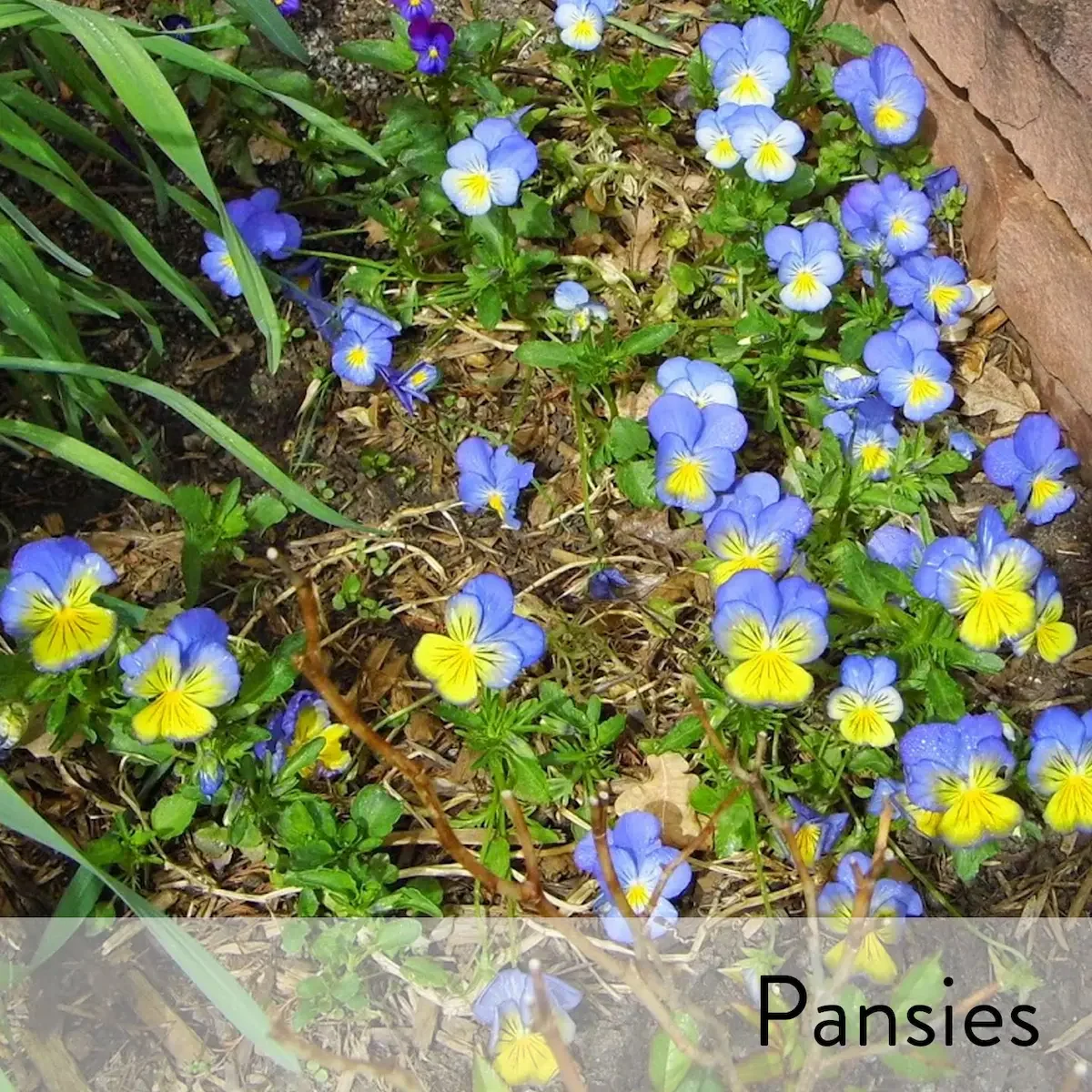 Canon slideshow pansies2.webp