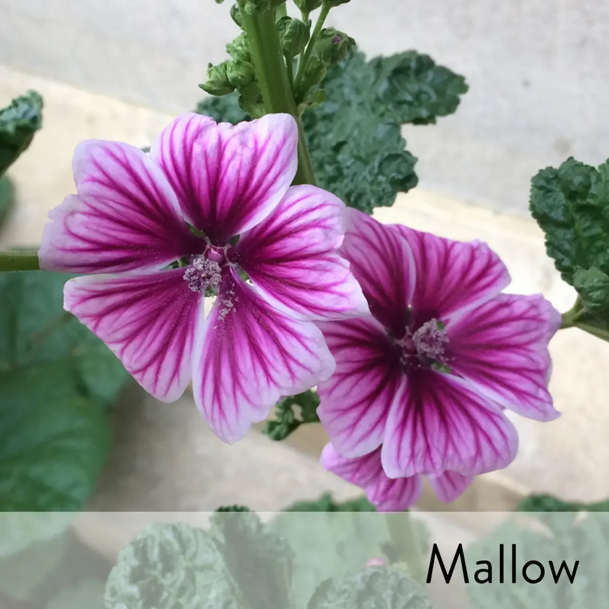 Canon slideshow  mallow2.webp