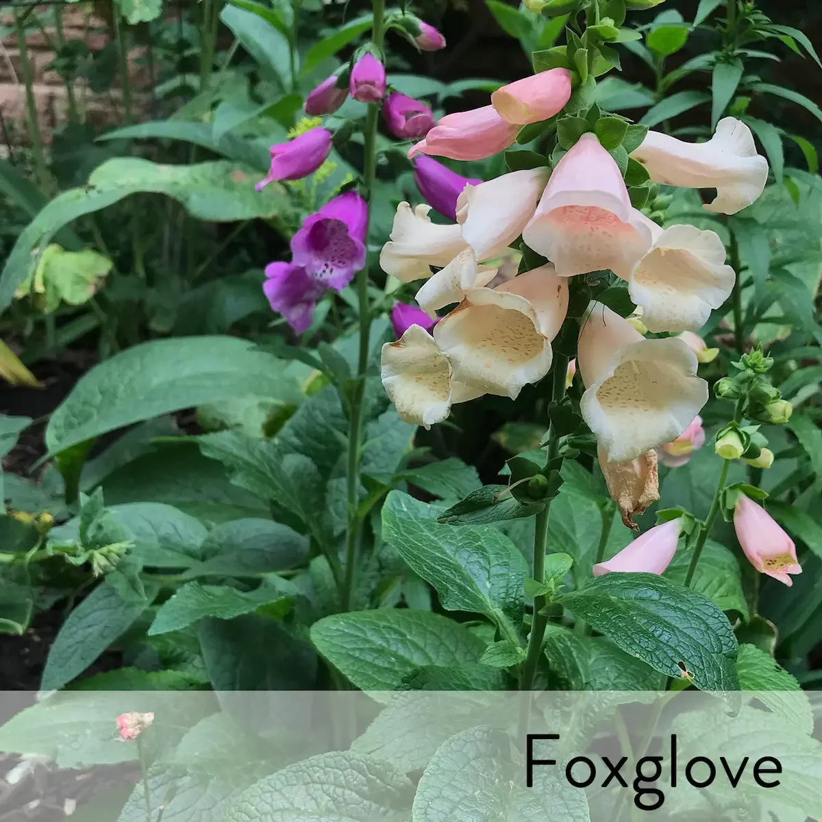 Canon slideshow foxglove.webp
