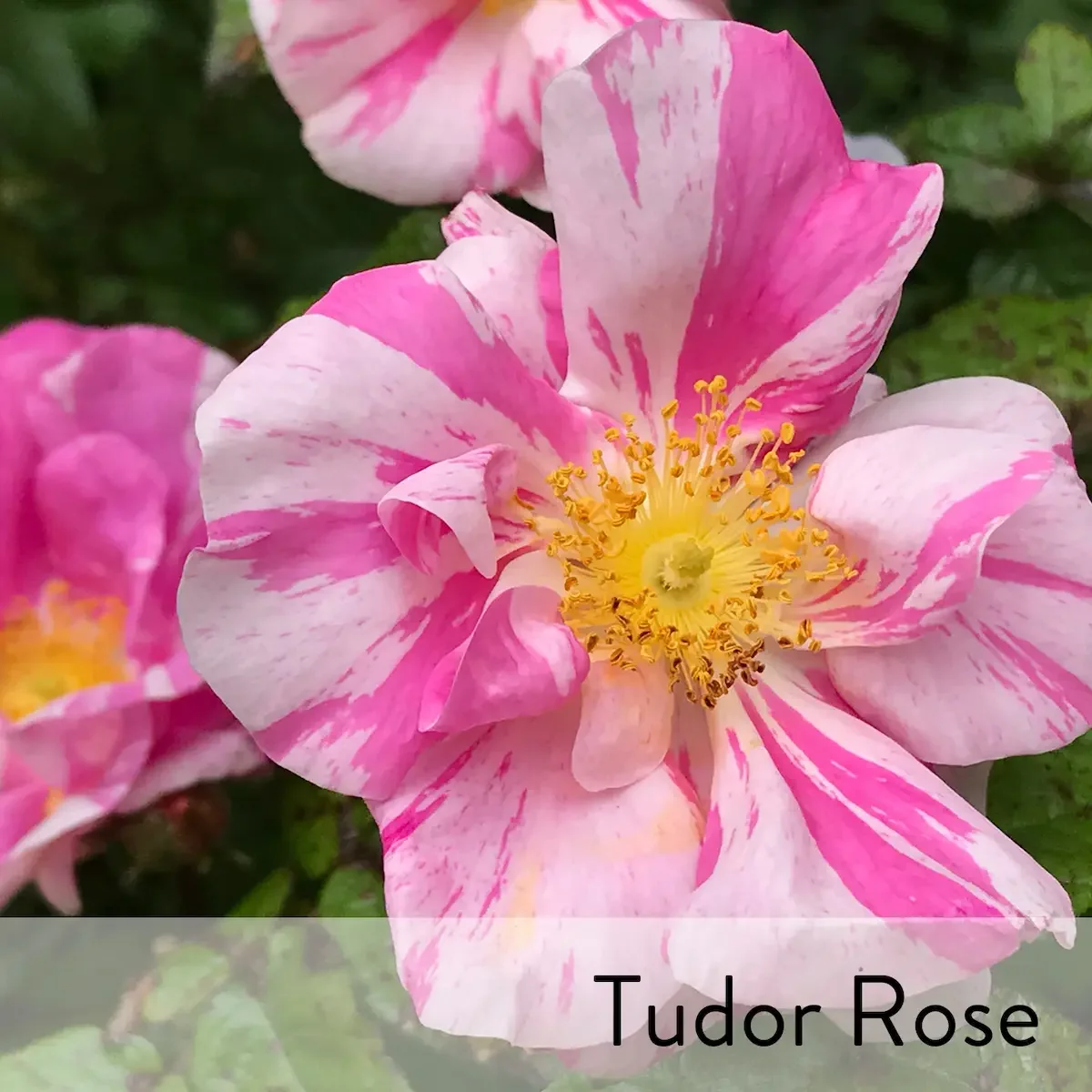 Canon slideshow tudor rose2.webp