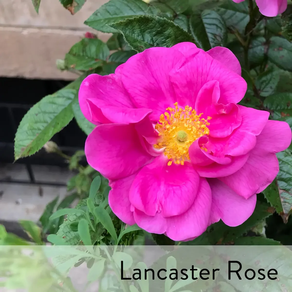 Canon slideshow Lancaster rose2.webp