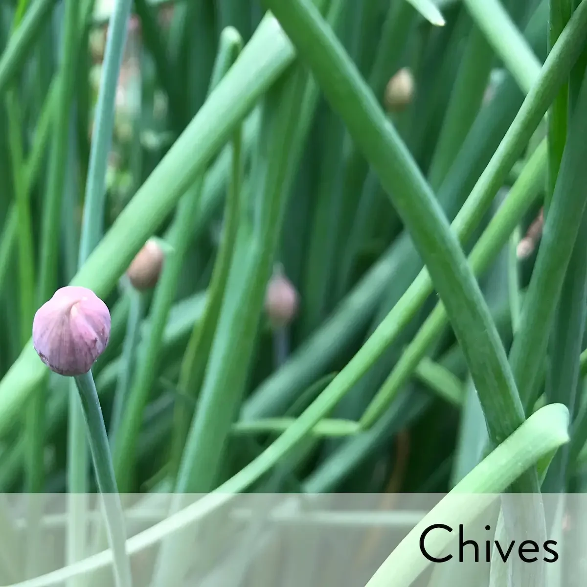 Canon slideshow chives2.webp