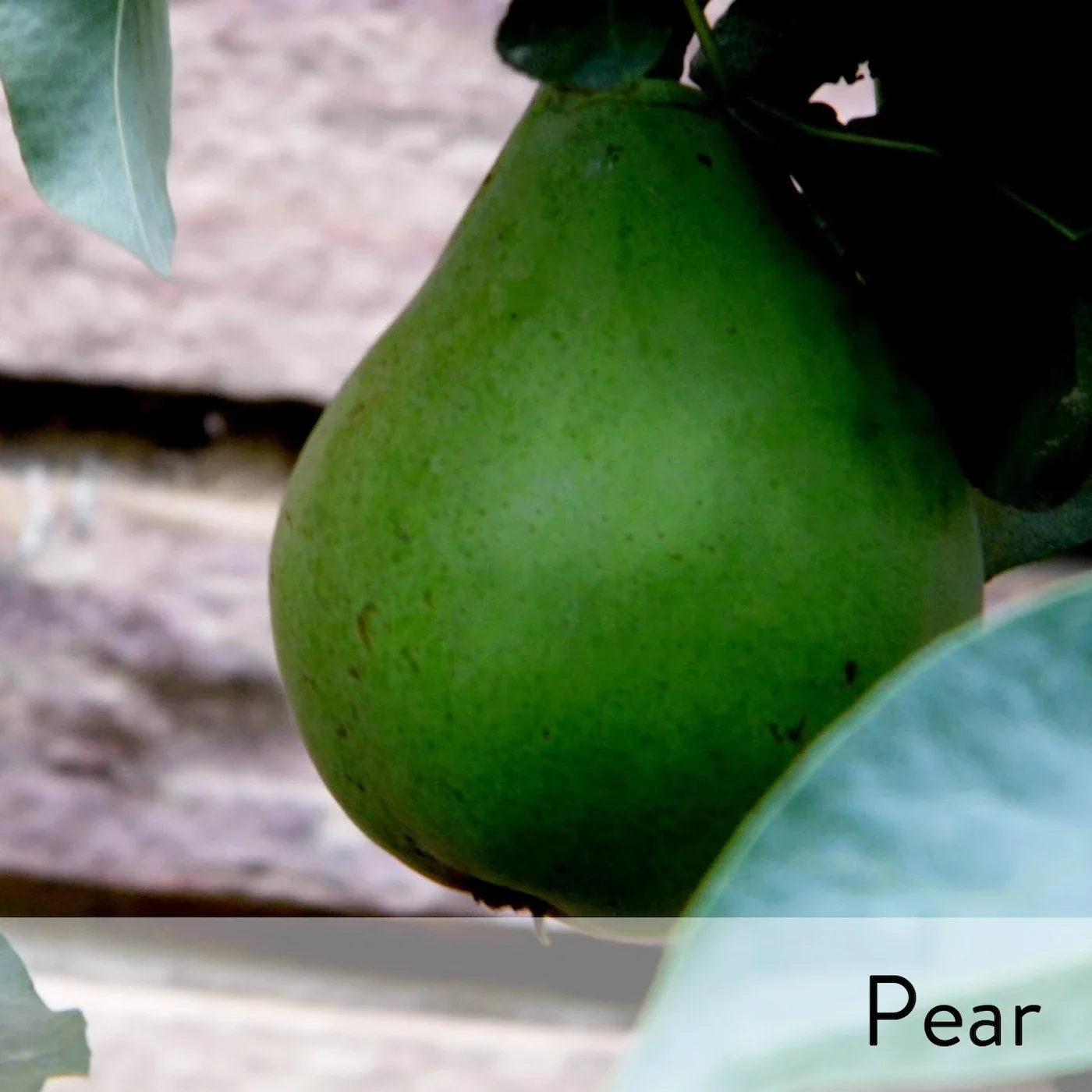 Canon slideshow pear2.webp