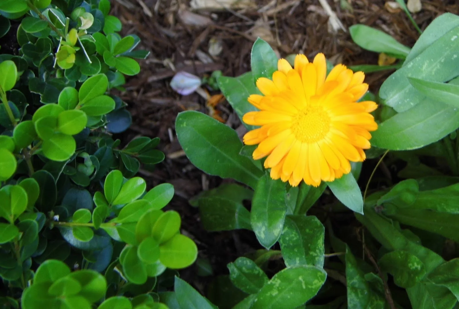 calendula3.JPG