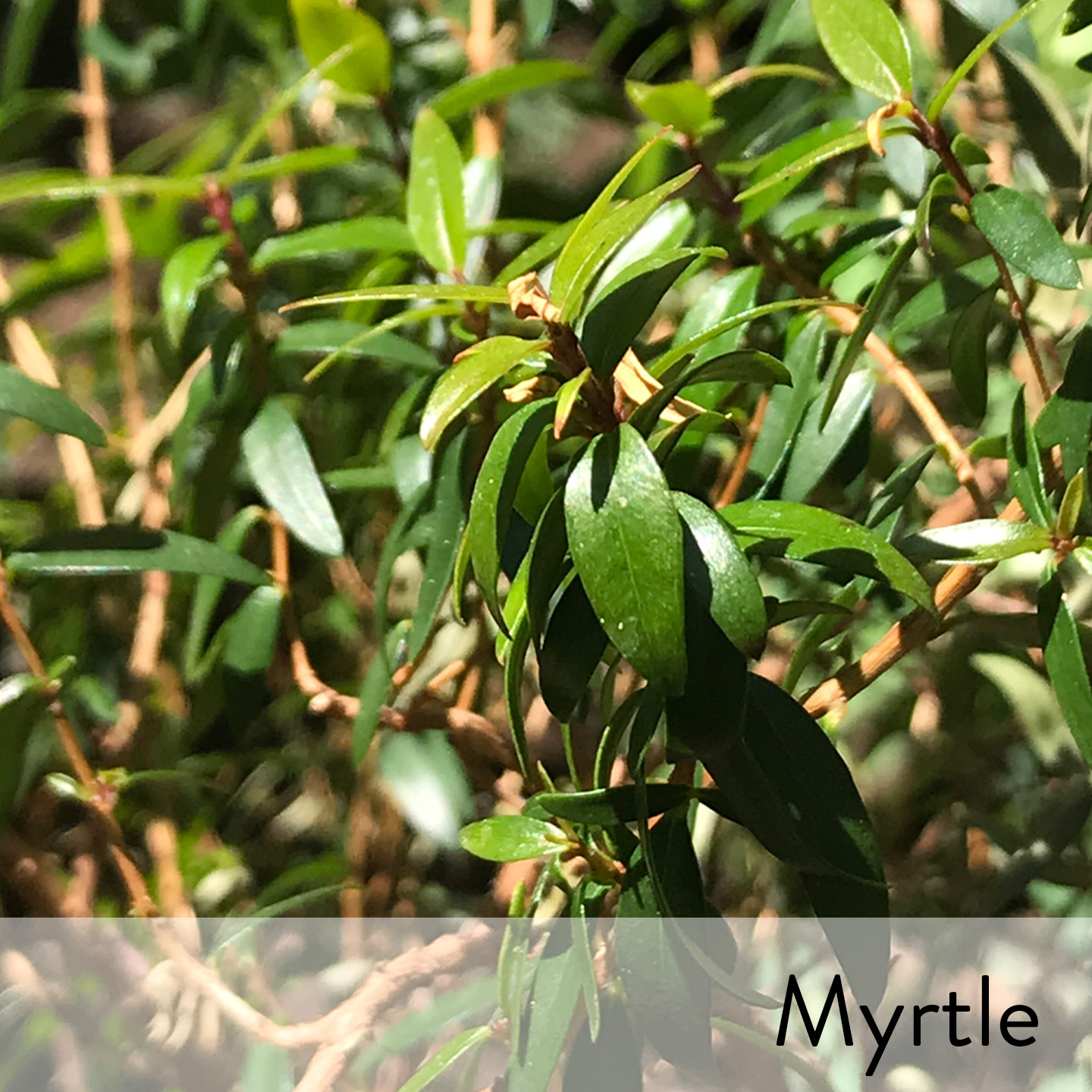 Canon slideshow myrtle.jpg