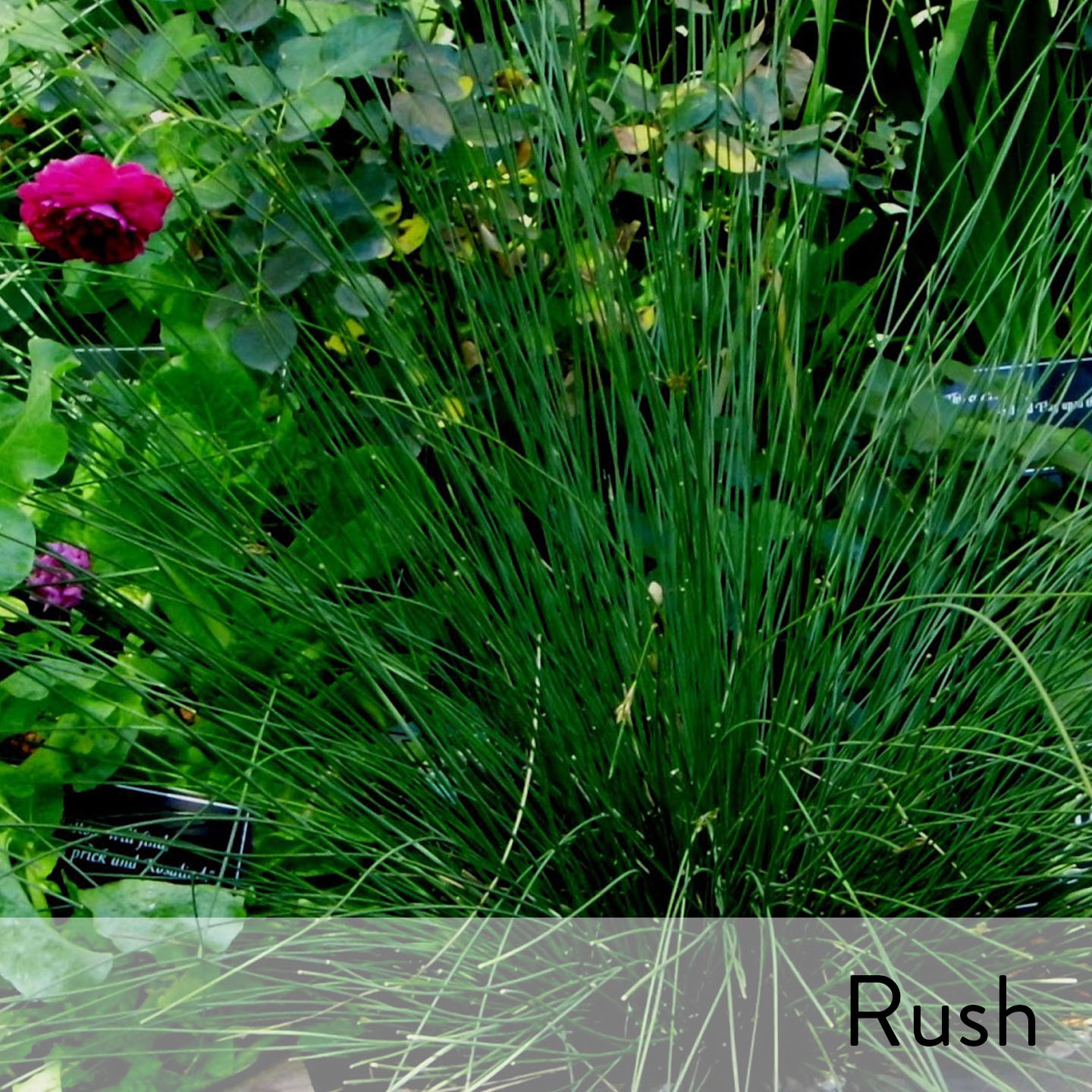 Canon slideshow rush.jpg