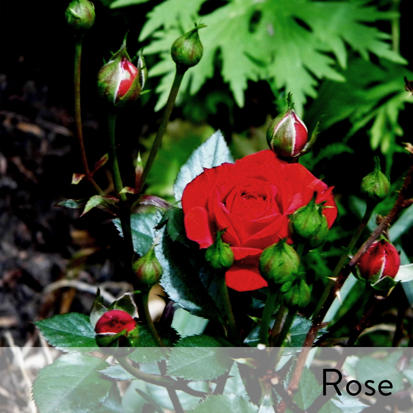 Canon slideshow rose.jpg