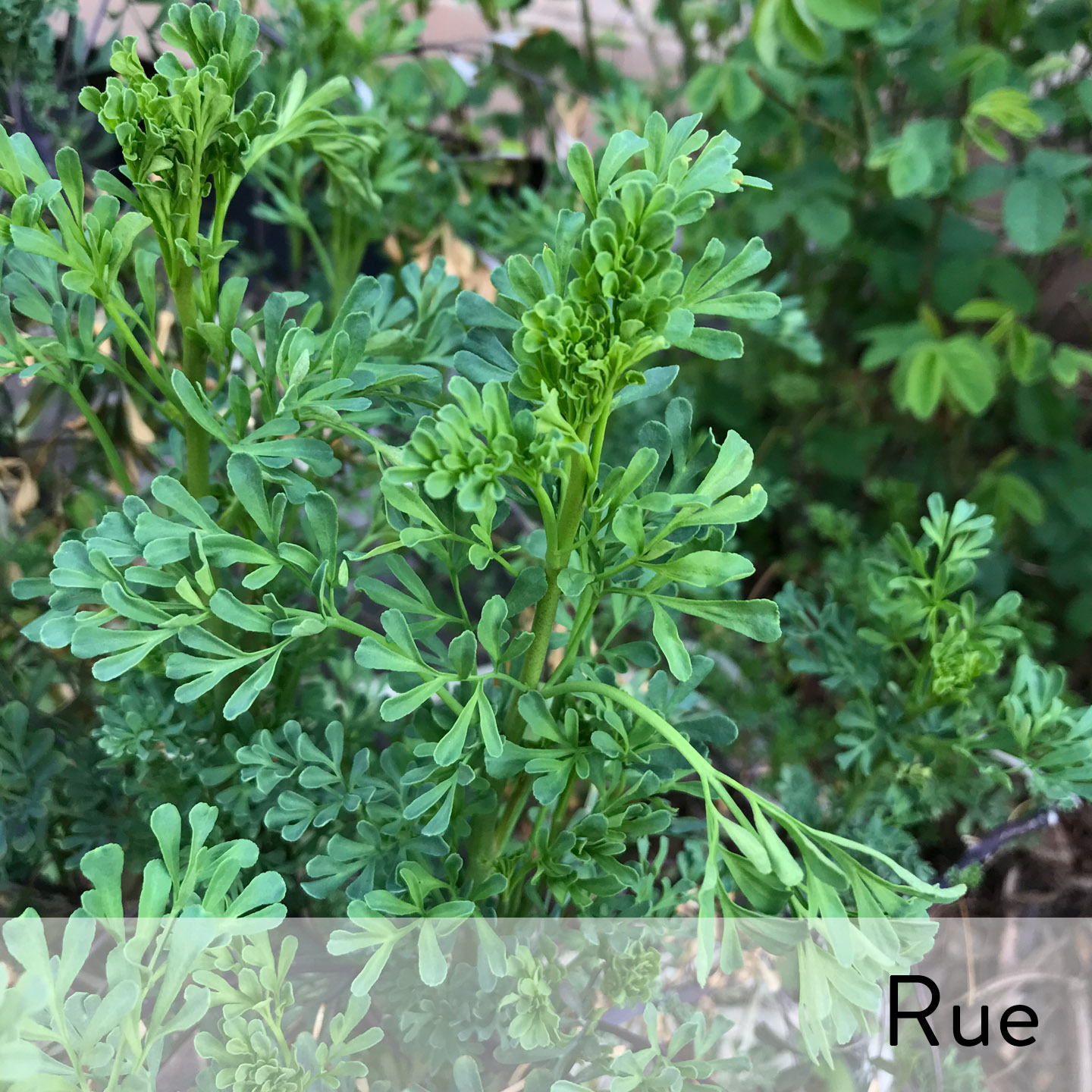 Slideshow Rue.jpg