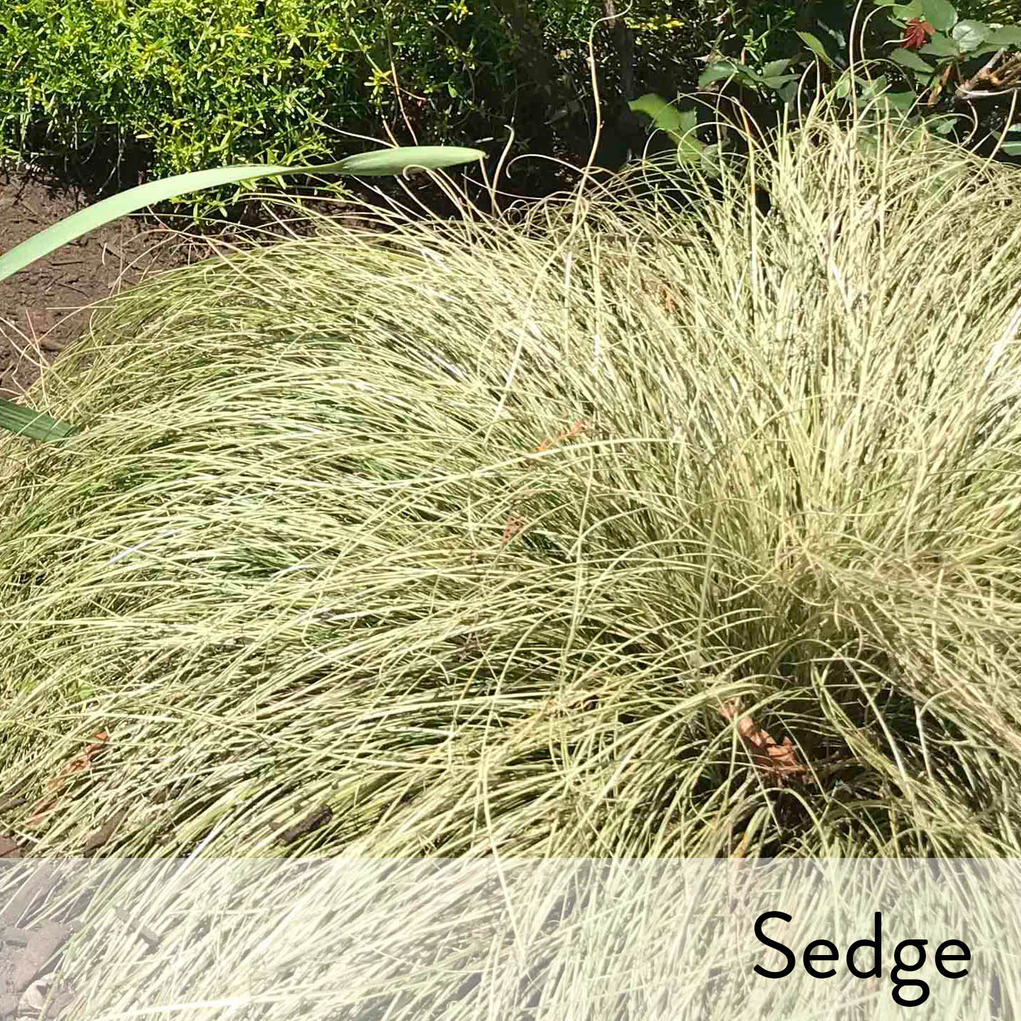 g sedge.jpg