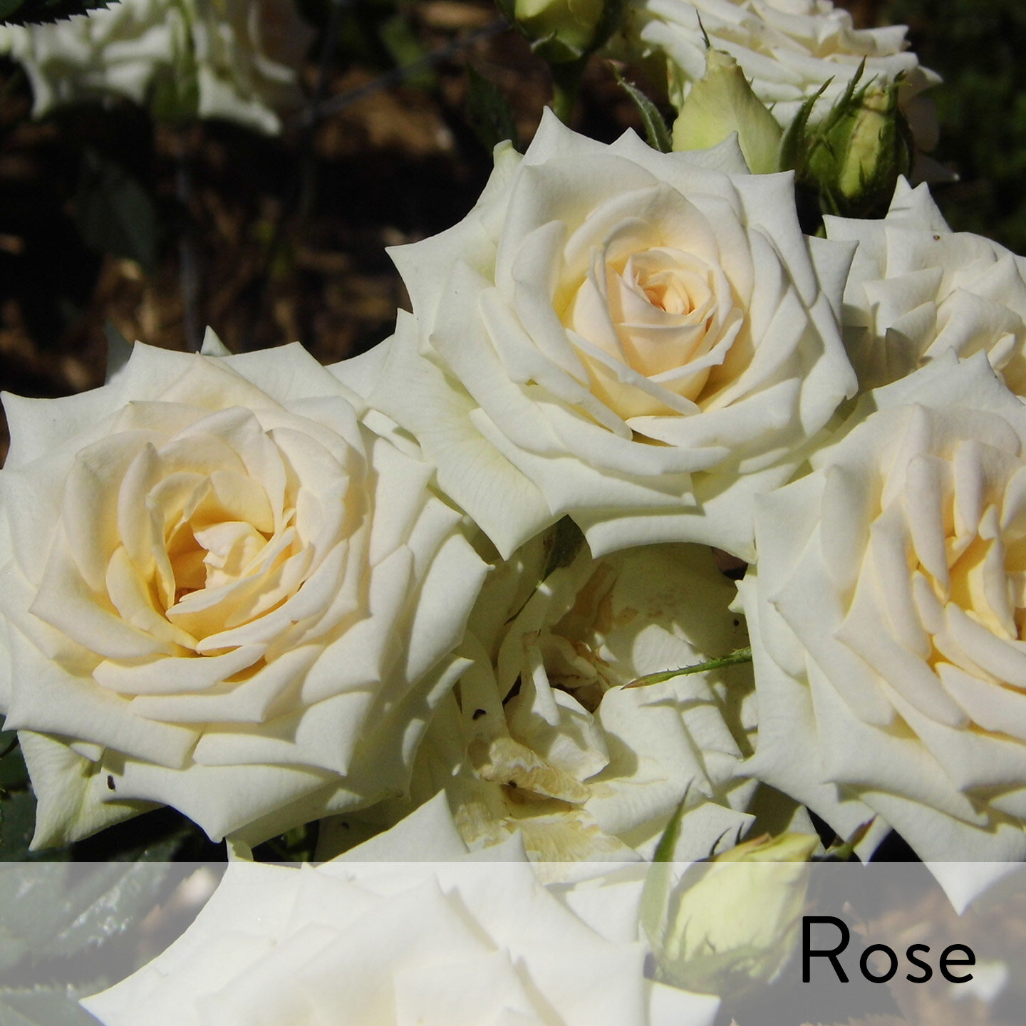 Canon slideshow white rose.jpg