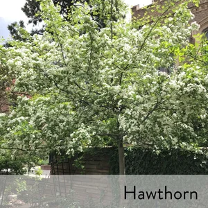 A Midsummer Night S Dream Colorado Shakespeare Gardens